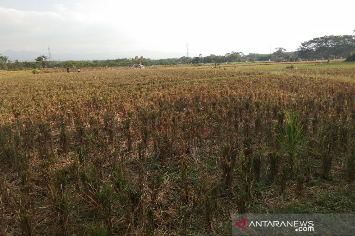 Puluhan hektare sawah di Batang rawan gagal panen