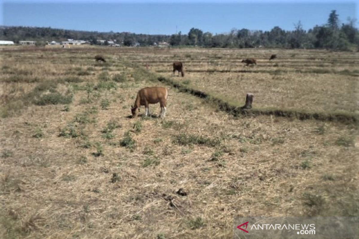 Ribuan haktare sawah di Lembor Manggarai Barat aman dari kekeringan