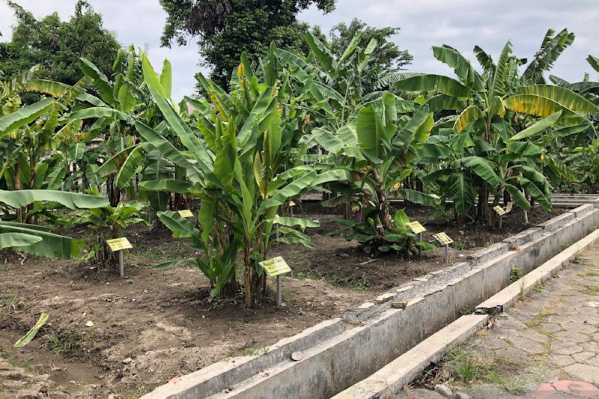 Kebun Plasma Pisang Yogyakarta didorong hasilkan kultivar baru