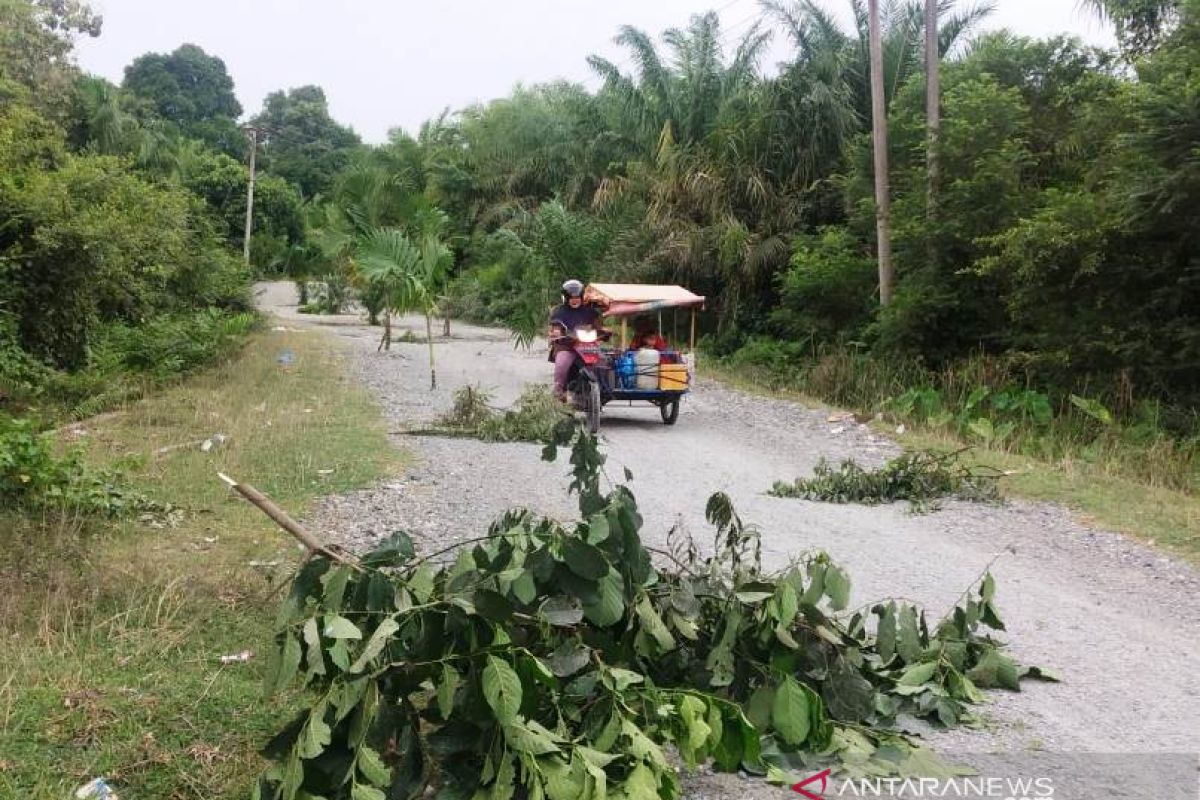 Karena tak kunjung diaspal, warga Aceh Barat tanam pohon di badan jalan