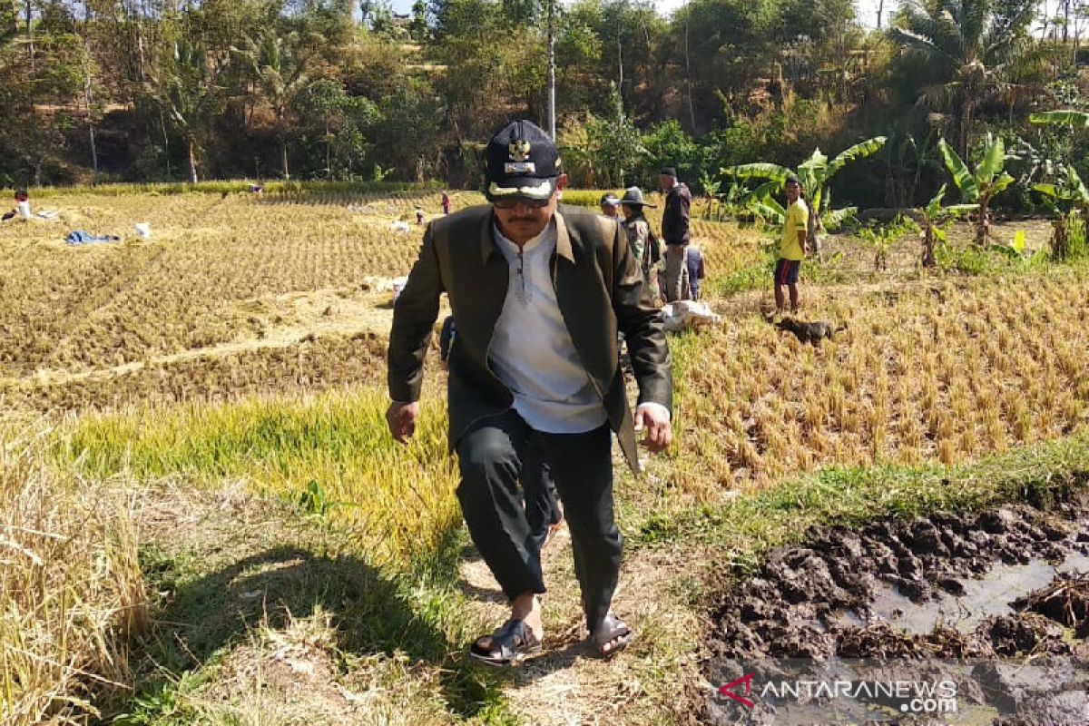 Petani di Garut dianjurkan gunakan pestisida nabati  cegah hama ulat