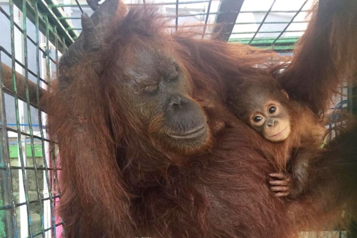 Kebakaran lahan membuat orangutan makin tersisih