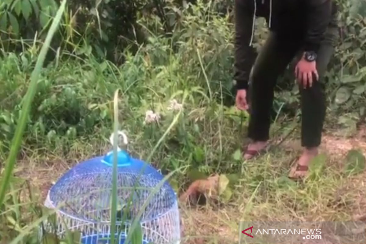 A slow loris released to Paringin city forest