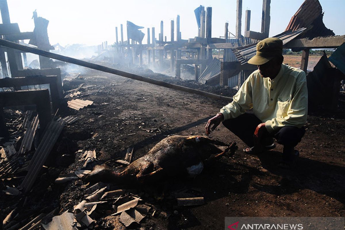 Kandang dilalap si jago merah, ratusan kambing mati terbakar