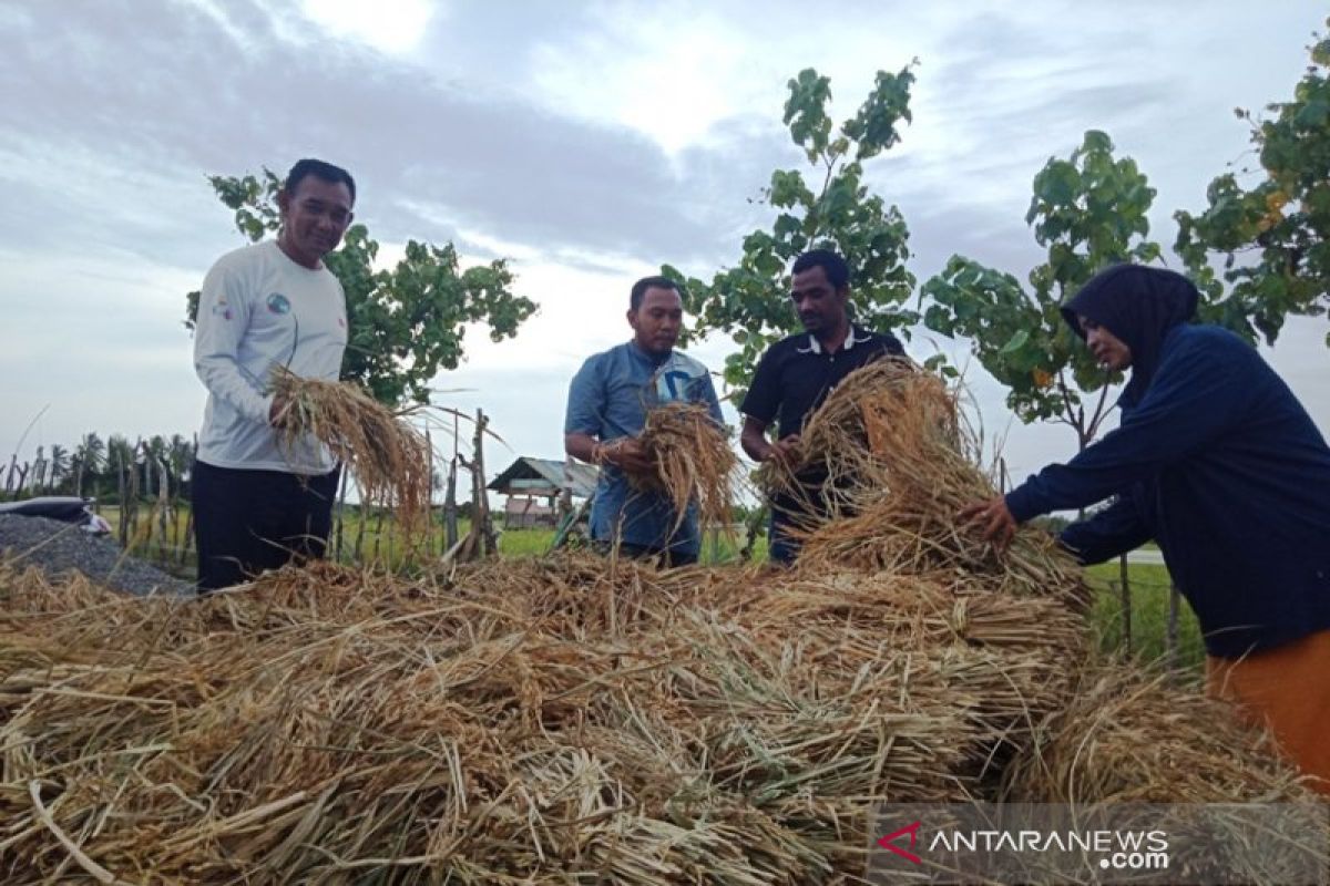 Penggunaan dana desa di Aceh Barat tingkatkan hasil pertanian