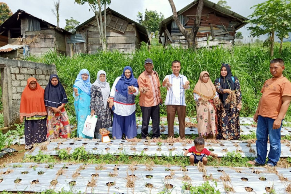 Dosen UMMYSolok perkenalkan budidaya bawang merah bersertifikat