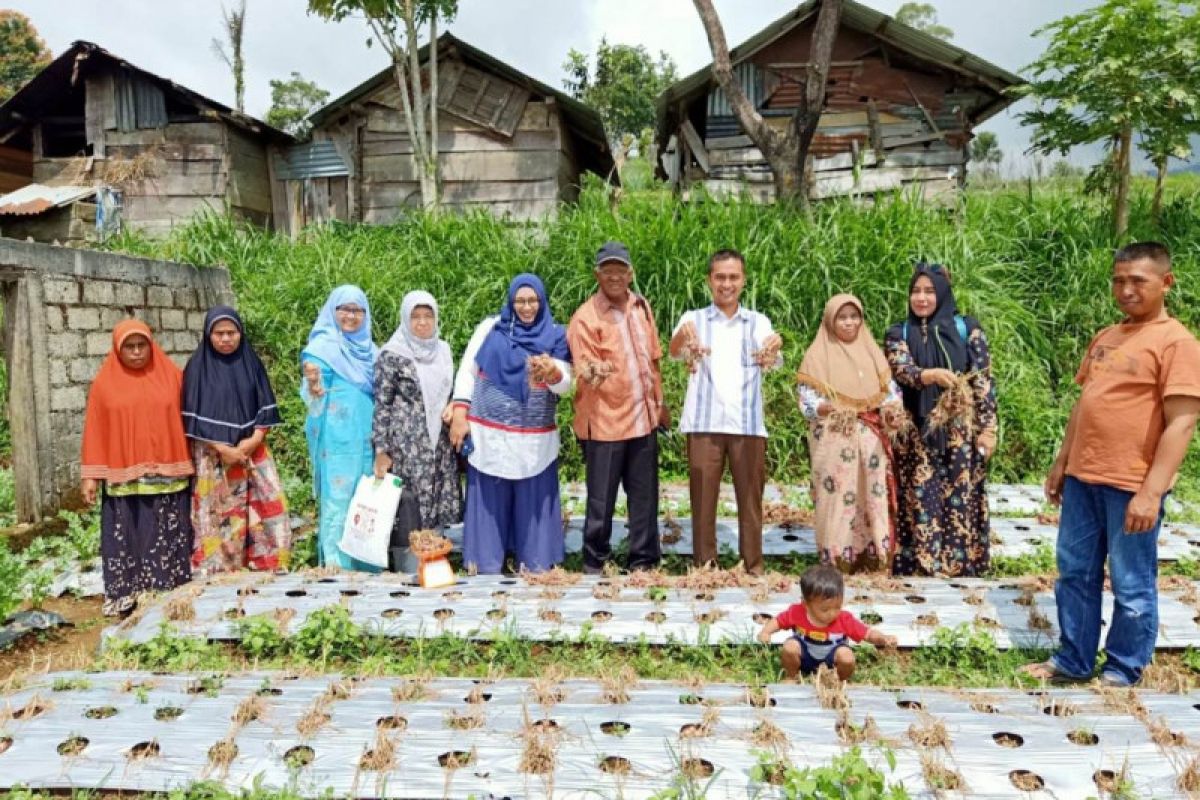 UMMY Lecturer Solok introduces certified shallot cultivation