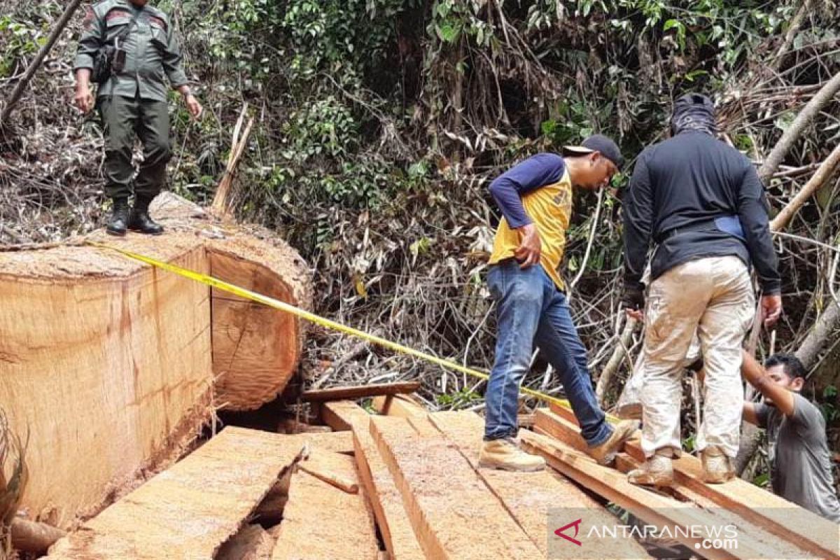 Polisi tangkap enam pembalak liar di hutan Abdya