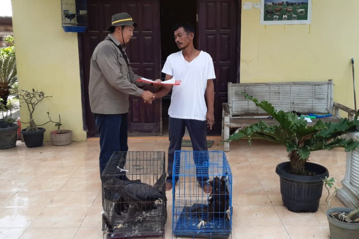 Warga Sirapit Langkat serahkan dua ekor hewan liar Elang Brontok