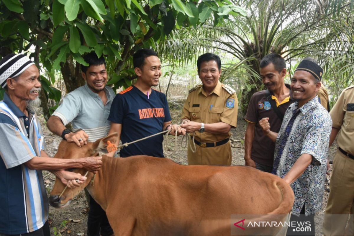 Pemkab Bangka Tengah salurkan 25 ekor induk sapi