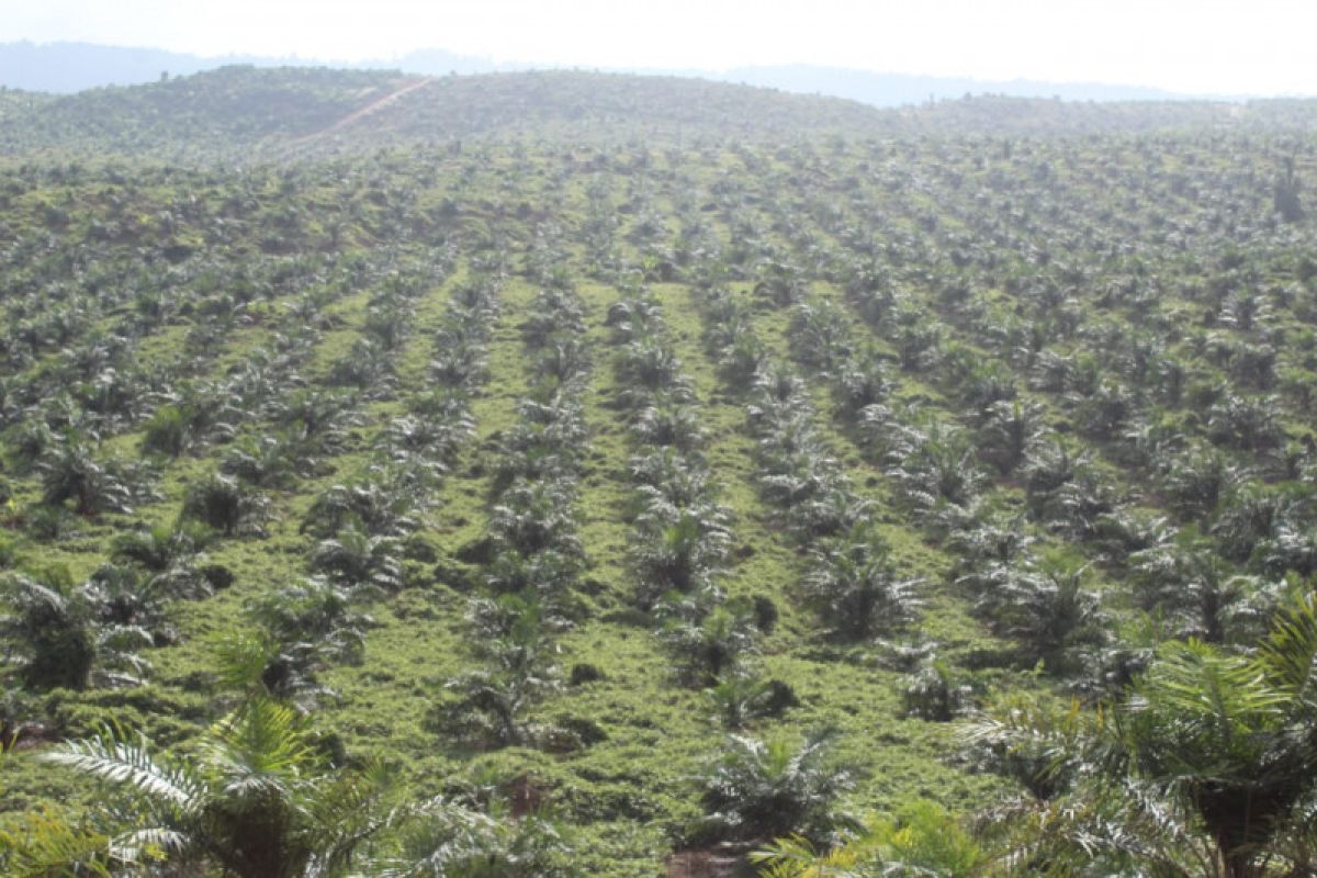 Kotabaru salurkan Rp3,6 miliar untuk peremajaan kelapa sawit