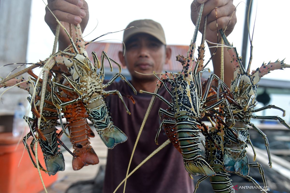 Imbas COVID-19, harga udang lobster dan ikan di Aceh Jaya merosot