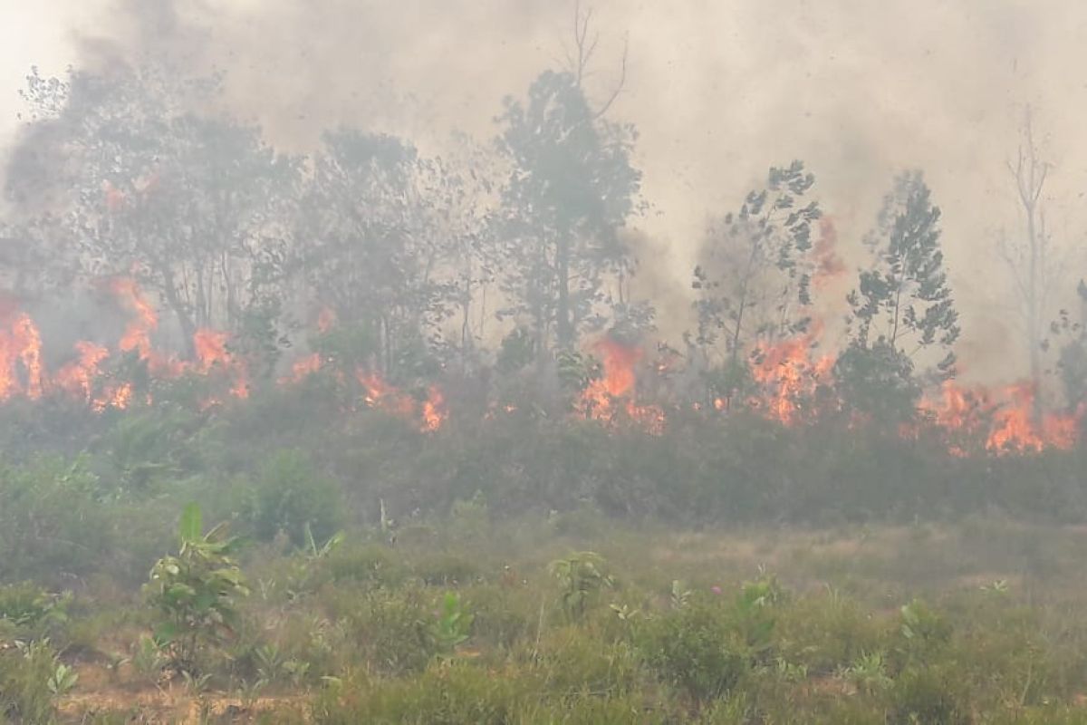 Api sulit dipadamkan, ratusan hektar lahan di Penjernang terbakar