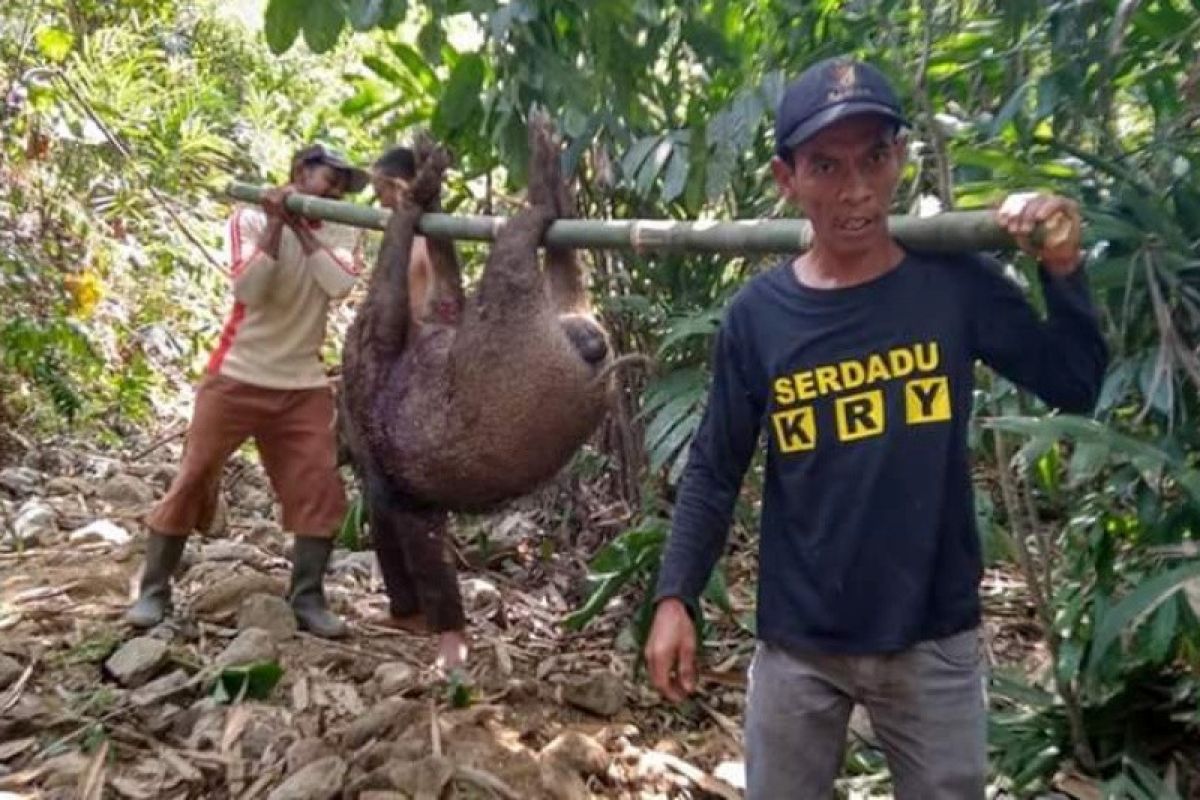 Kawanan babi hutan merusak lahan pertanian di Purbalingga