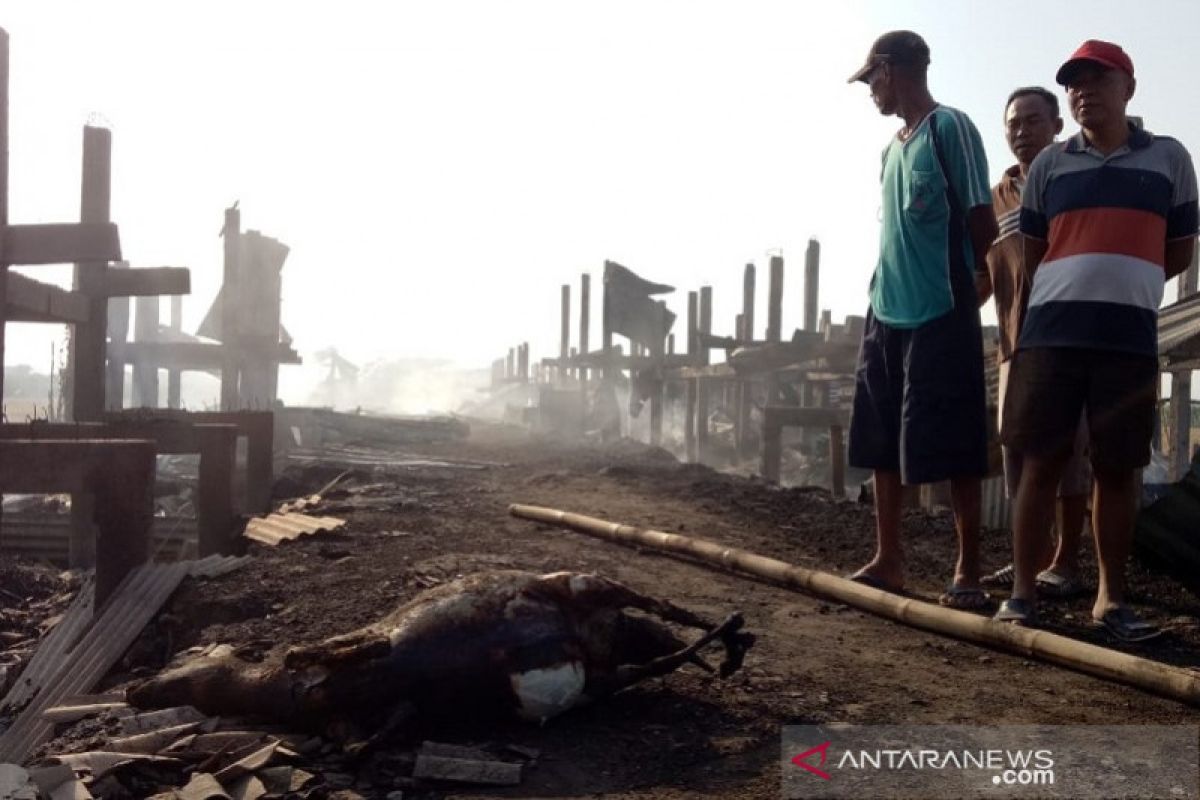 163 ekor kambing mati terpanggang