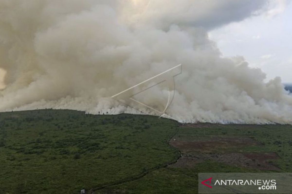 Luas lahan terbakardi Sumatera Selatan capai 2.000 hektare