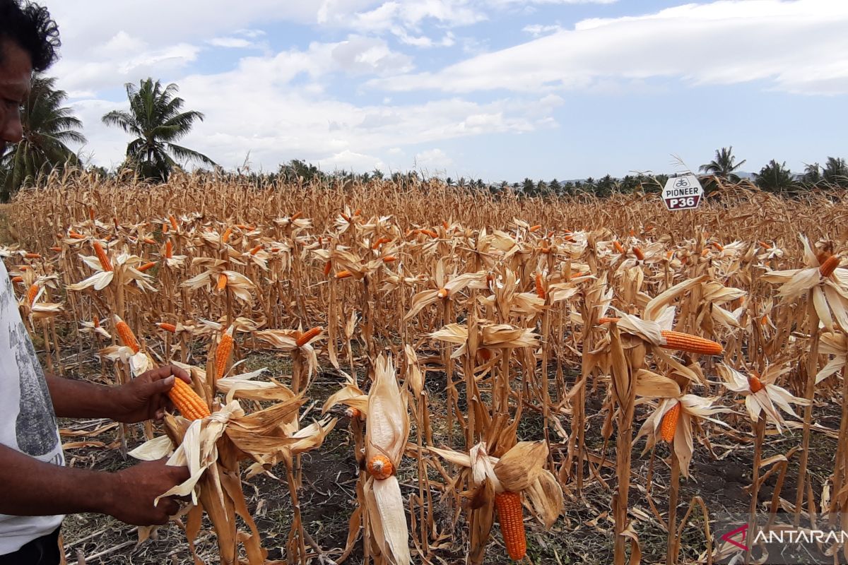 Petani di Gorontalo akui hasil panen jagung turun akibat kemarau