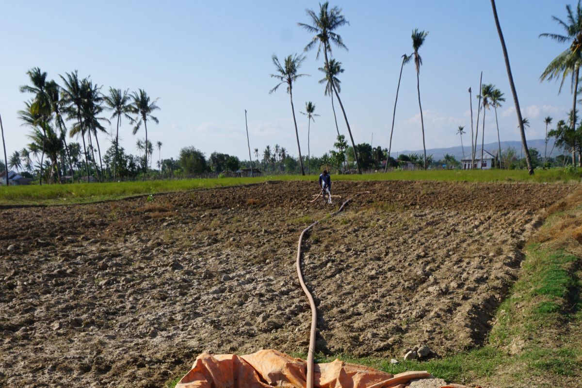 Sekitar 7.000 hektare lahan pertanian di Sigi terlantar