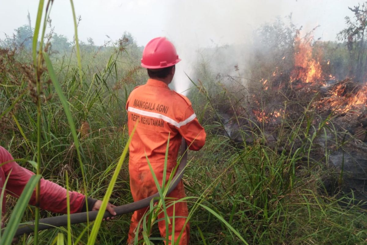 Sekitar 488 hektare lahan di Tanjabtim Provinsi Jambi terbakar