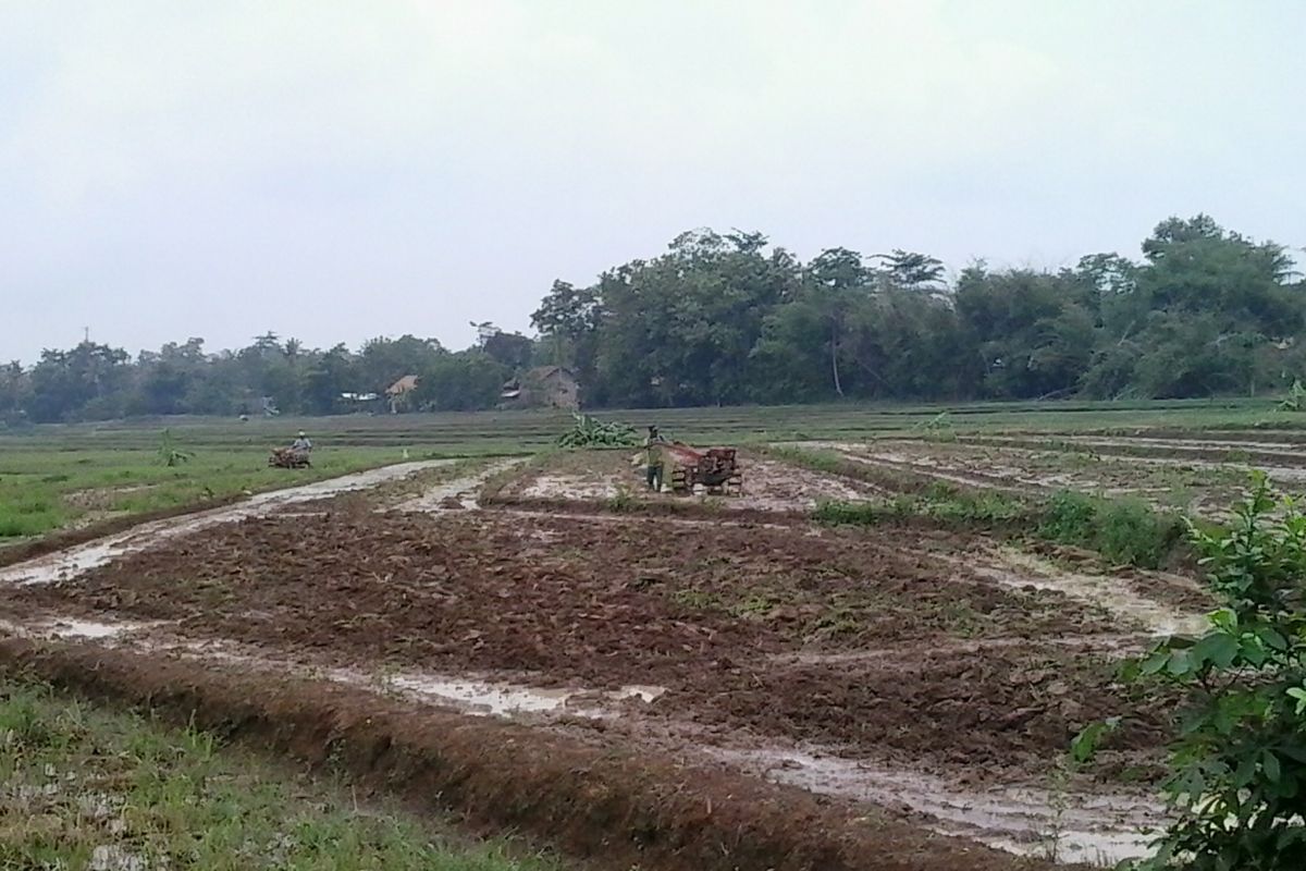 Ribuan hektare sawah di Kota Metro segera tanam padi September ini