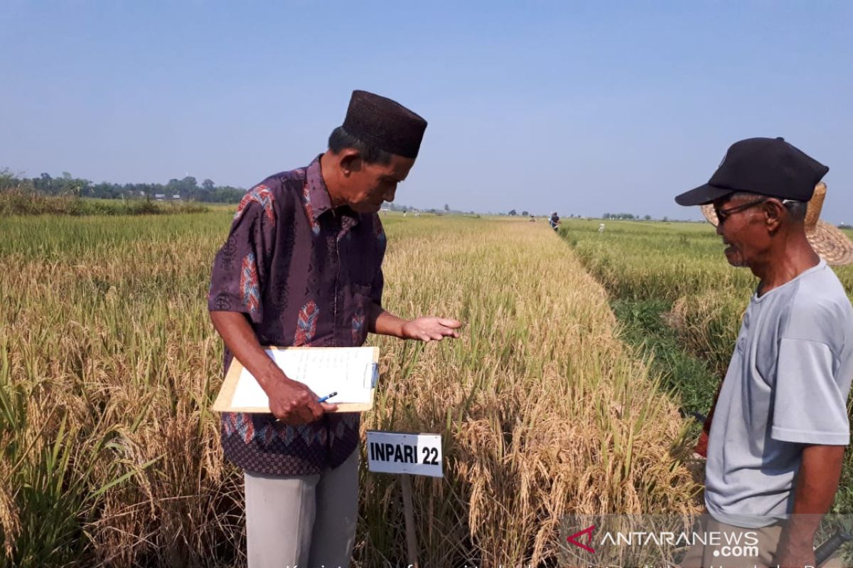 Berkah petani rawa Lebak, di musim kemarau