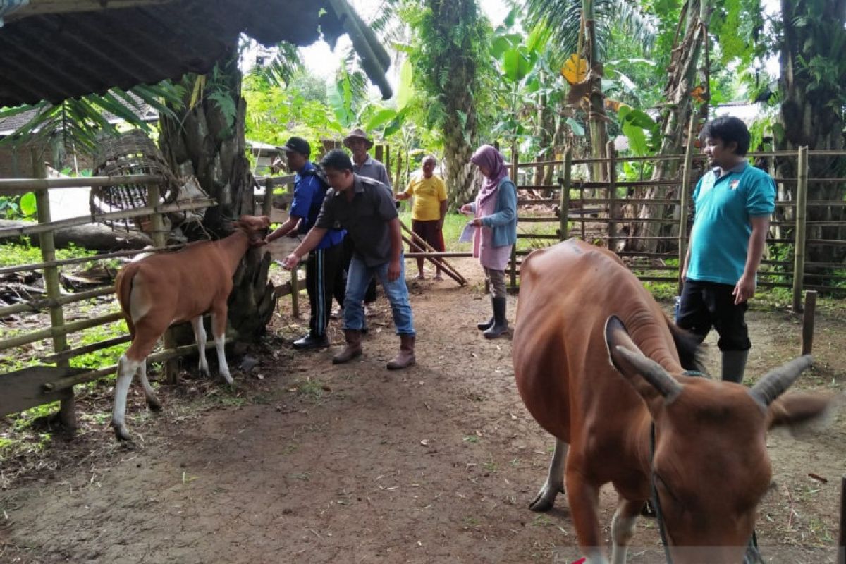 Distan: 90 sapi di Mukomuko mati akibat jembrana