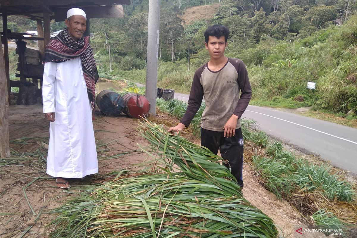 Harga minyak serai wangi turun  Rp227 ribu per  kilogram