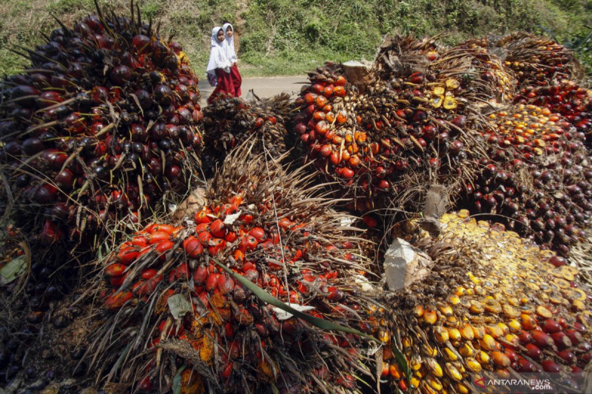 Abaikan kecaman pemerintah, LSM asing ini akan lanjutkan kampanye di Papua