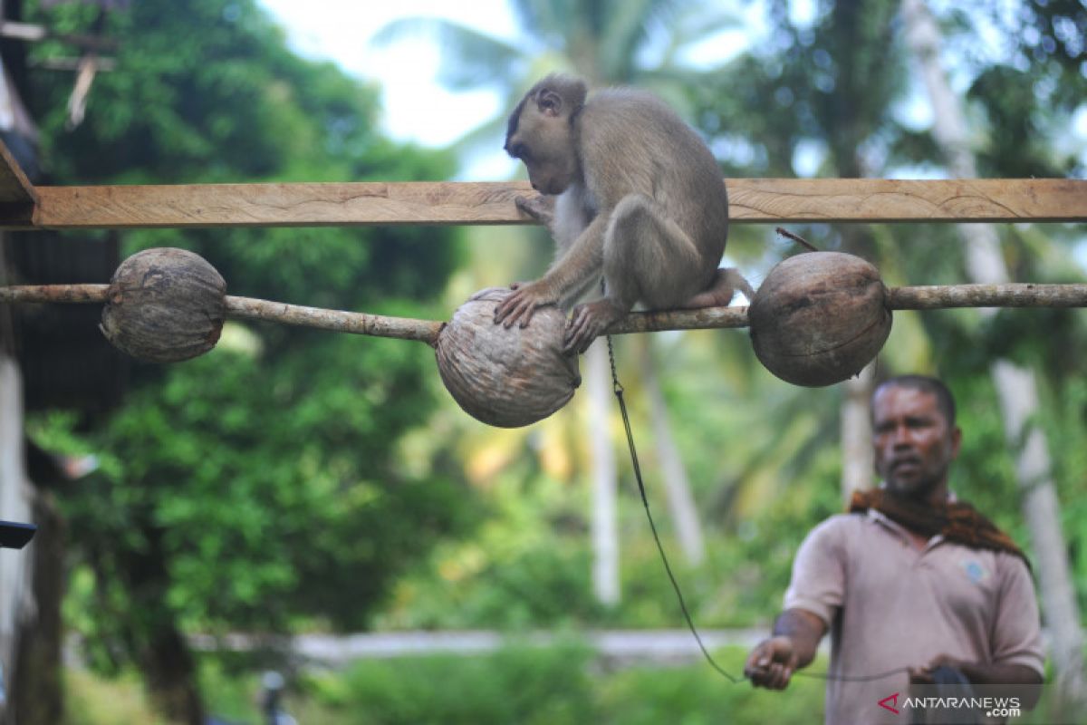 Kemendes PDTT tinjau sekolah beruk di desa wisata Pariaman