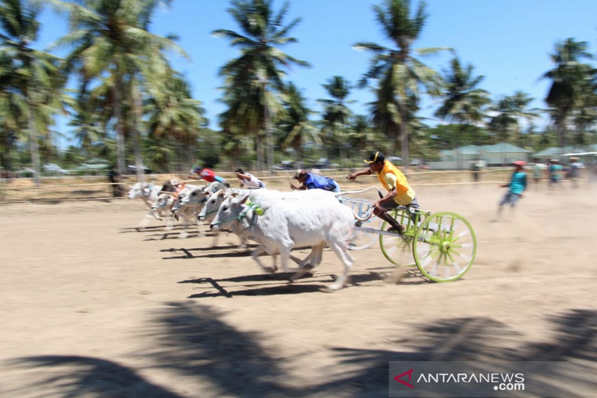 Korem 133 Gorontalo gelar lomba karapan sapi