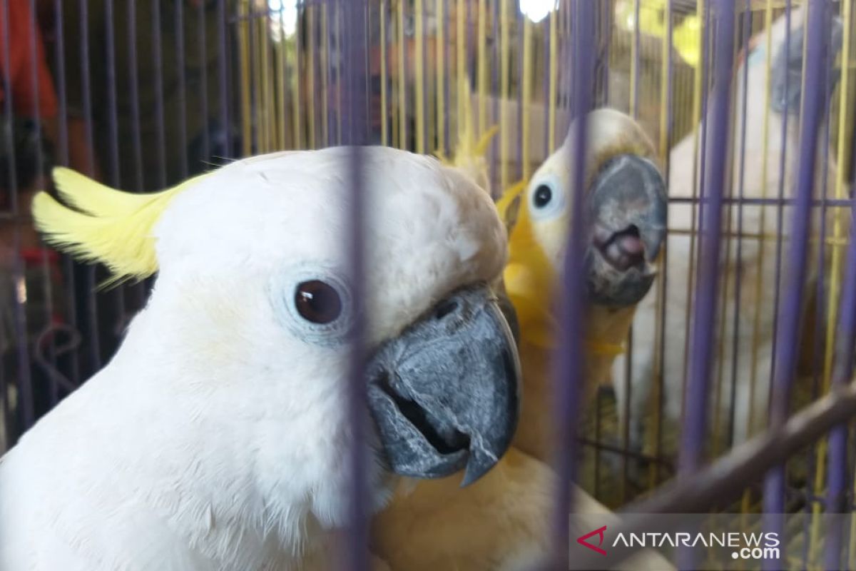 BBKP Surabaya gagalkan penyelundupan puluhan ekor burung langka (Video)