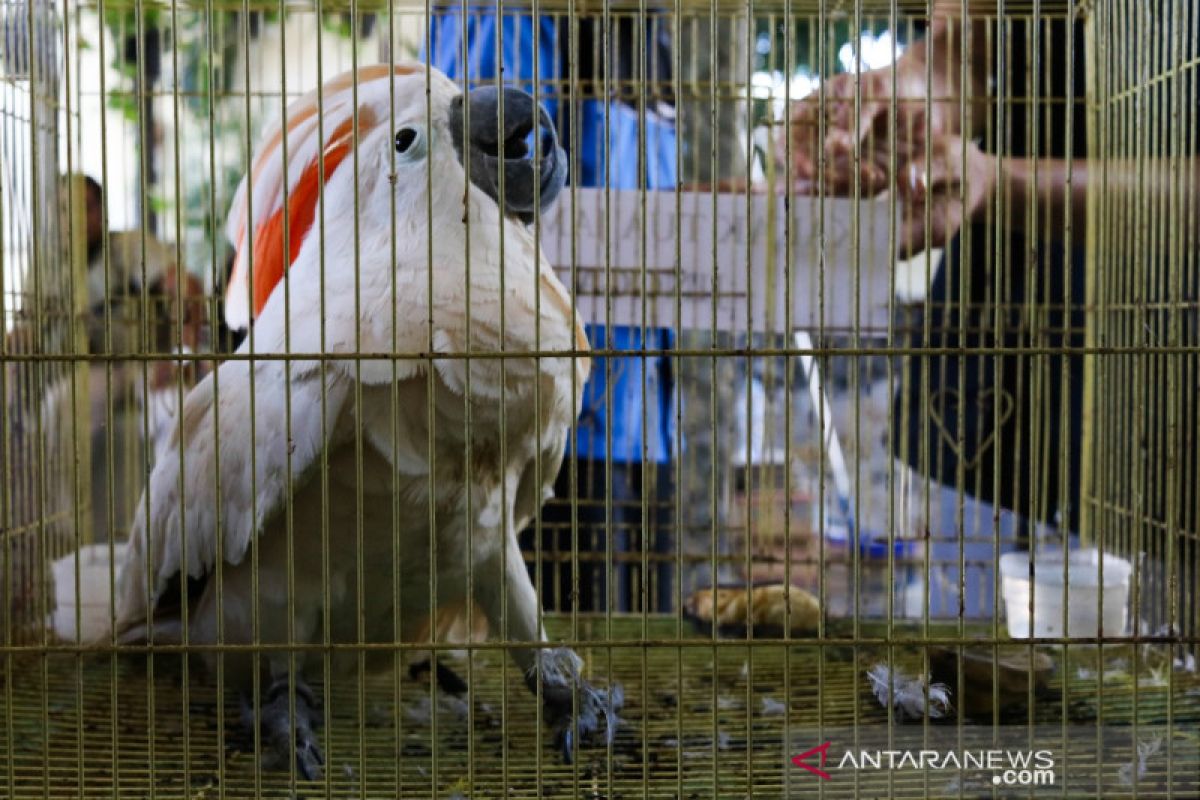 Burung-burung langka hendak diselundupkan dari Sulawesi ke Surabaya