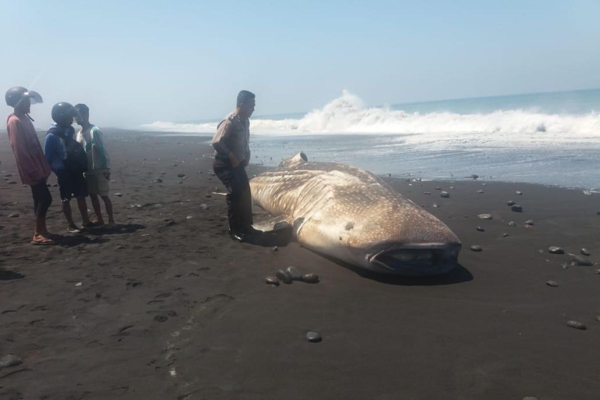 Ikan hiu paus sepanjang 7 meter terdampar di Pantai Lumajang