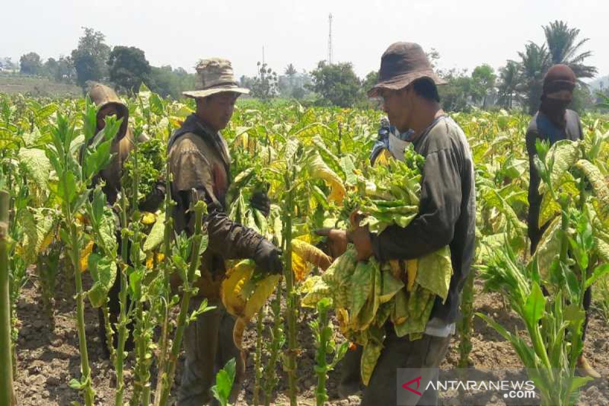 Produksi tembakau di Temanggung diprediksi turun