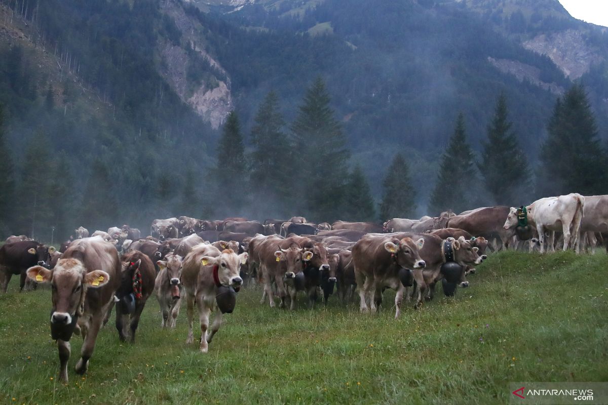 Tradisi memindahkan ternak sapi para petani Bavaria di Jerman - ANTARA News