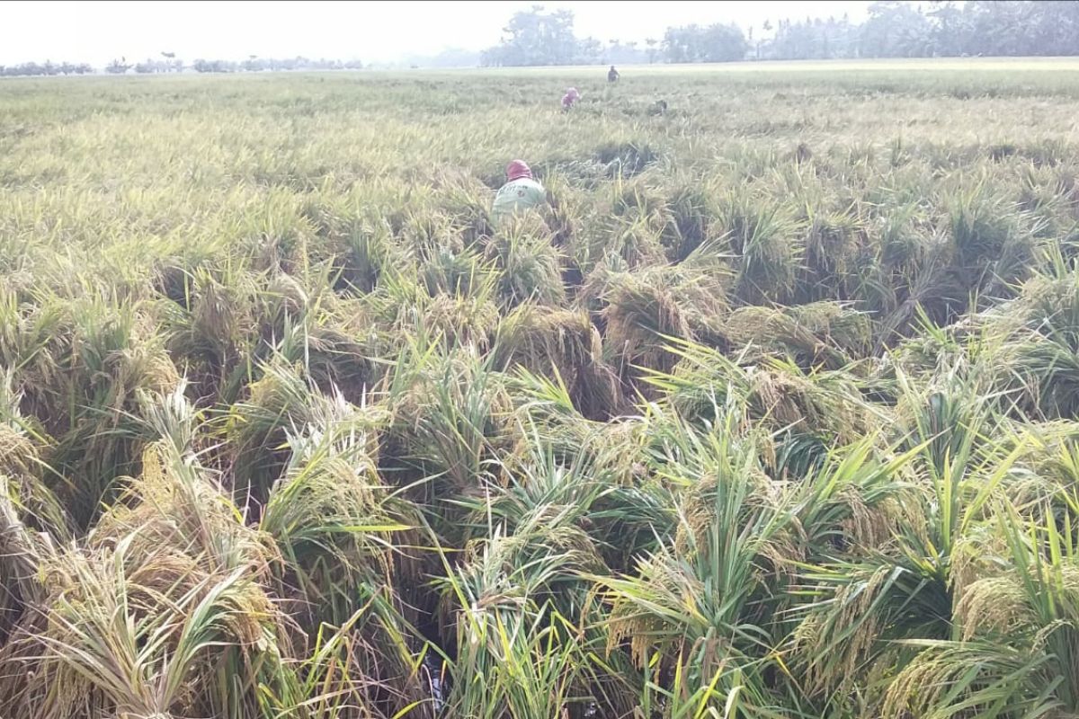 Karena angin kencang, 825 hektare tanaman padi Langkat terancam rebah