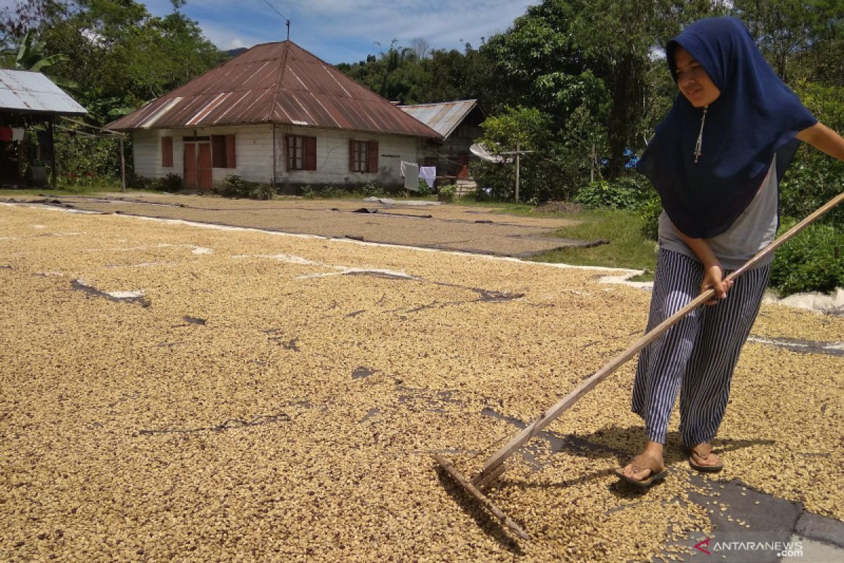 Biji kopi Arabika Rp65 ribu/Kg di Aceh Tengah