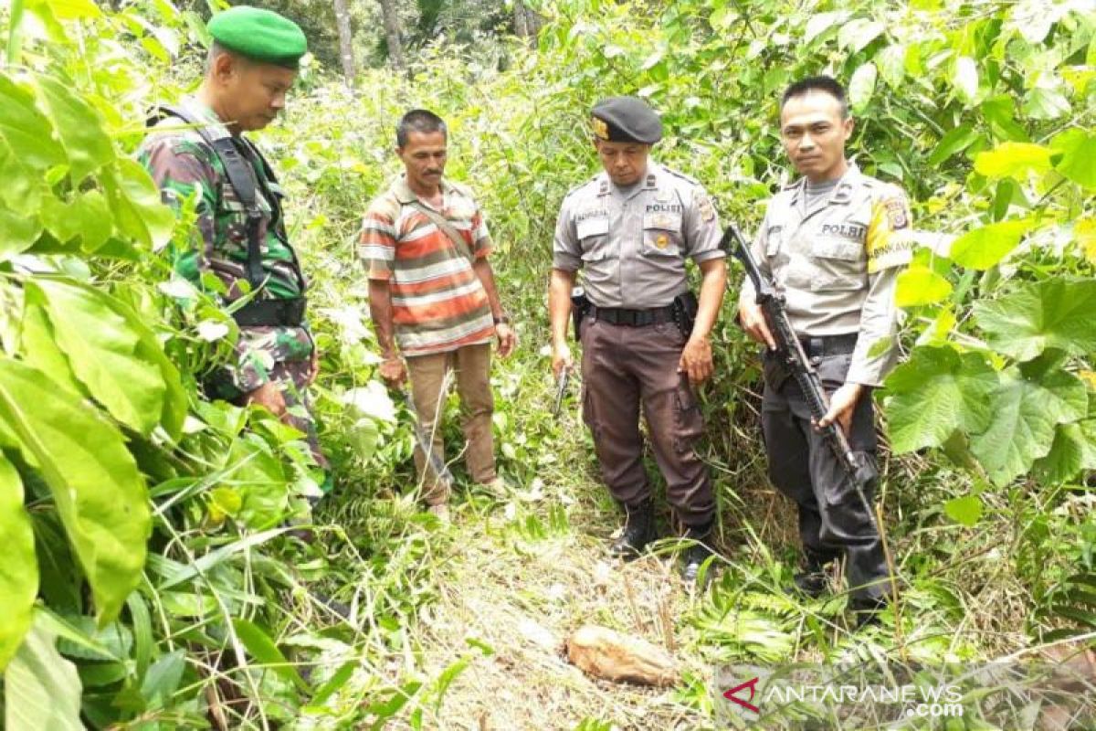 Seekor sapi mati dimakan harimau sumatera di Aceh Selatan