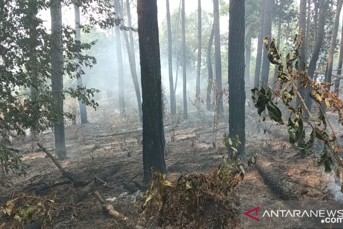 10 hektare lahan pinus di Bukit Pinang Gadiang Tanah Datar terbakar (Video)