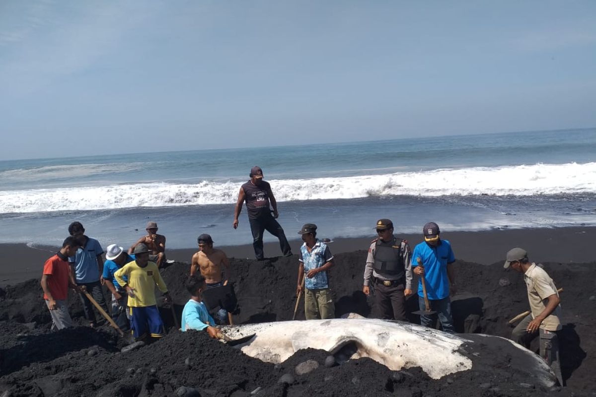 Dinas Perikanan Lumajang kubur bangkai paus yang terdampar di Pantai Kajaran