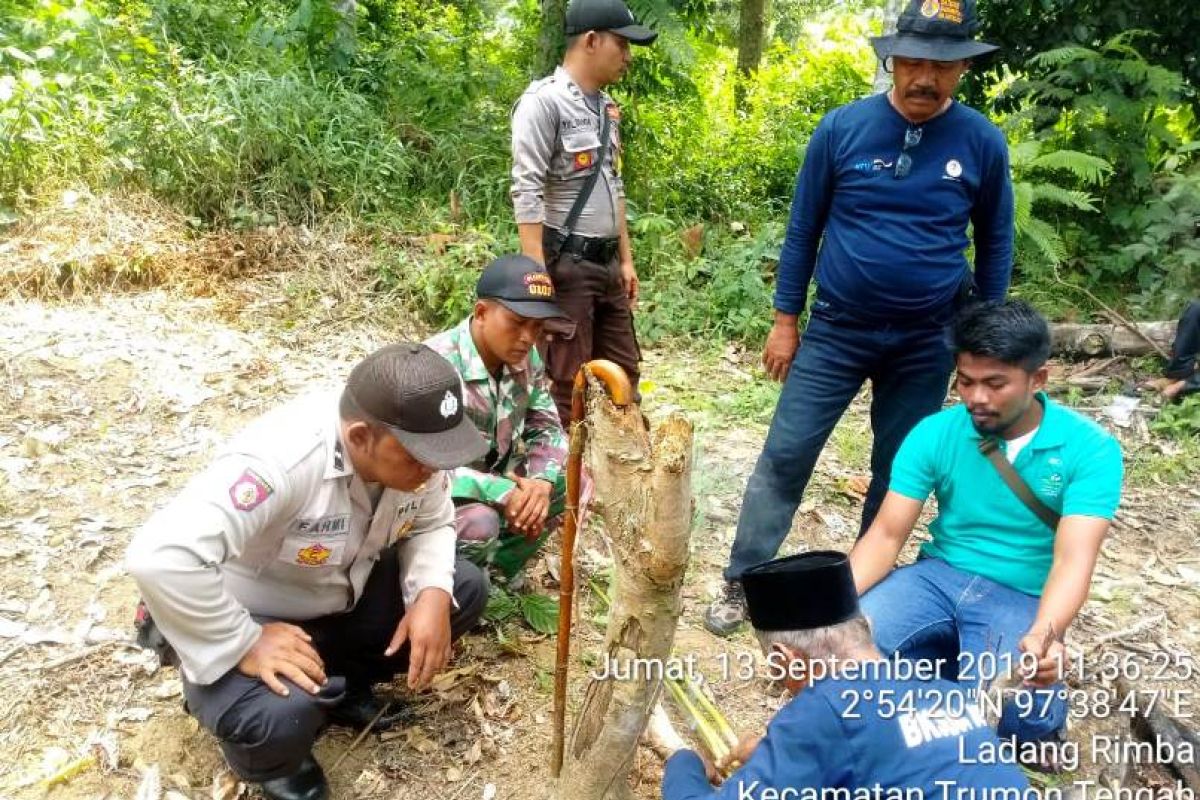 BKSDA datangkan pawang ke Aceh Selatan atasi gangguan  harimau