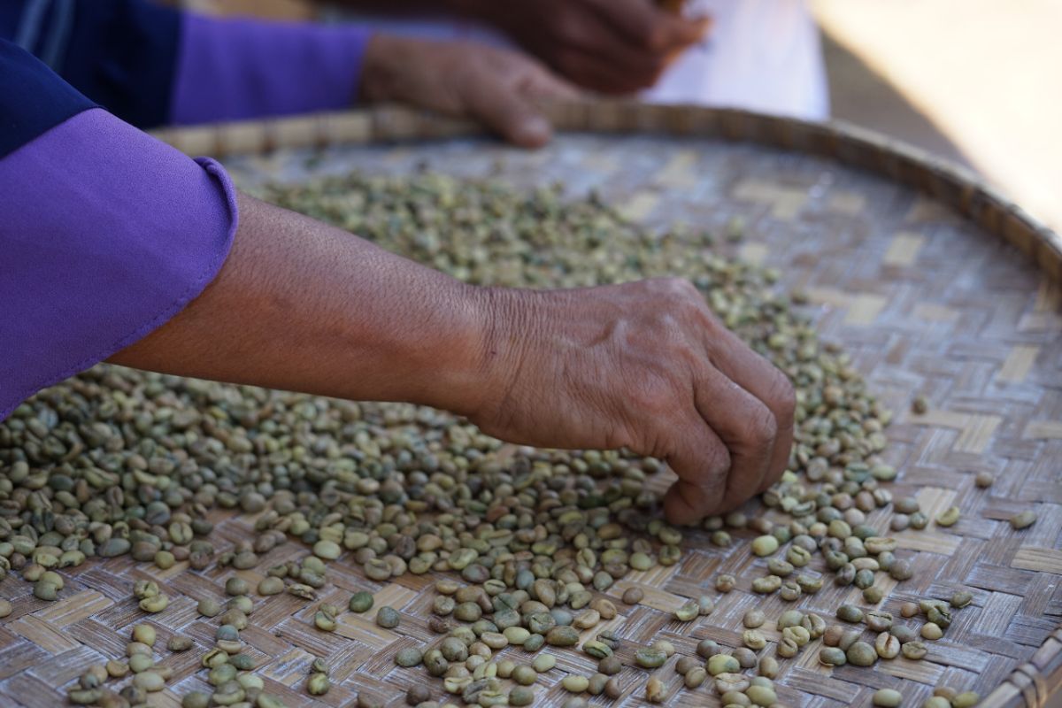 Pemkab Sumbawa Barat dampingi petani kembangkan Kopi Rarak