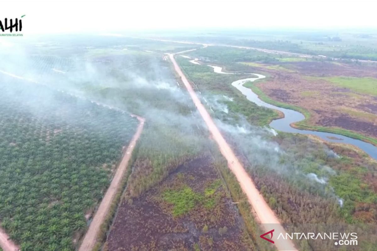 Kebakaran hutan berkaitan dengan perkebunan