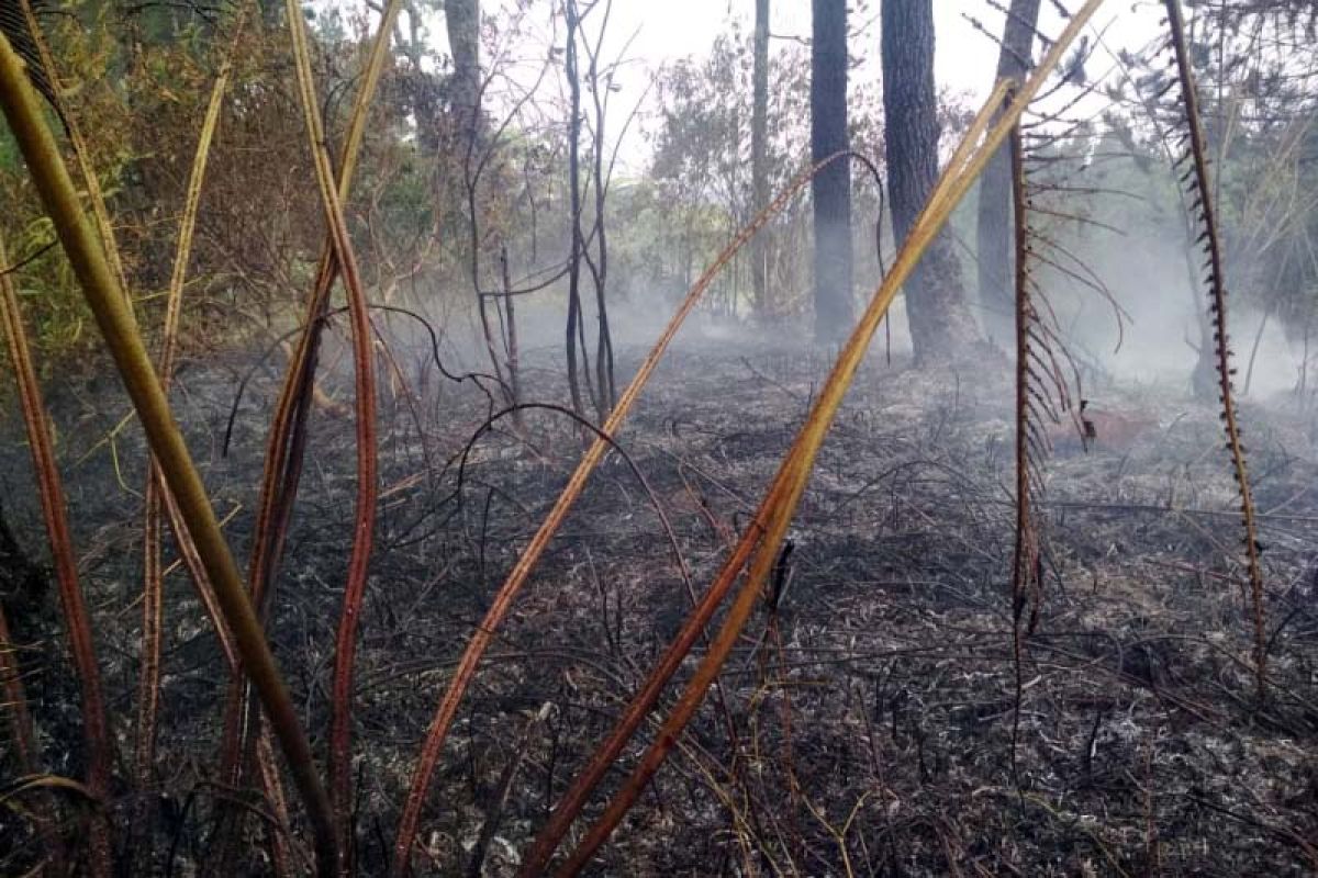 Kebakaran hutan lereng Gunung Slamet berhasil dipadamkan