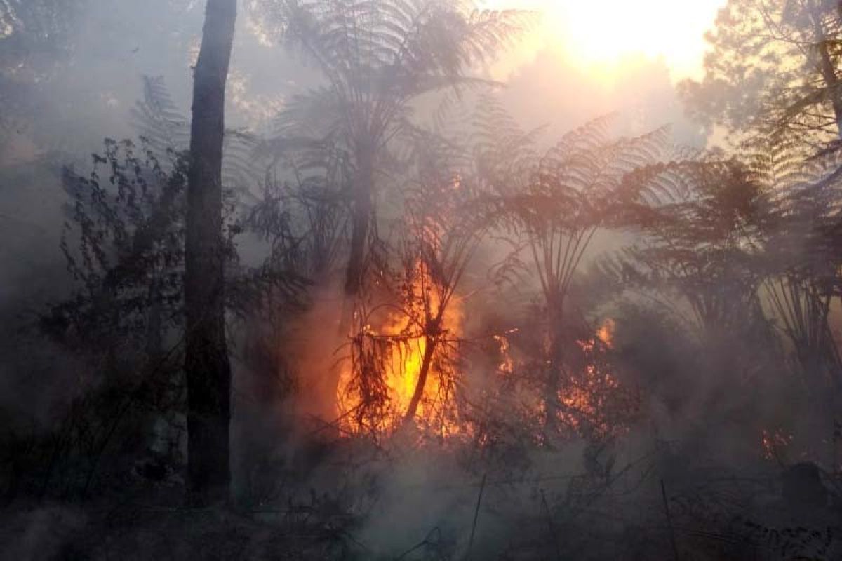 Kebakaran hutan Gunung Slamet seluas 14,3 hektare