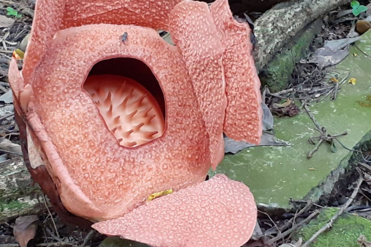 Untuk ke-14 kalinya Rafflesia patma mekar  Kebun Raya Bogor