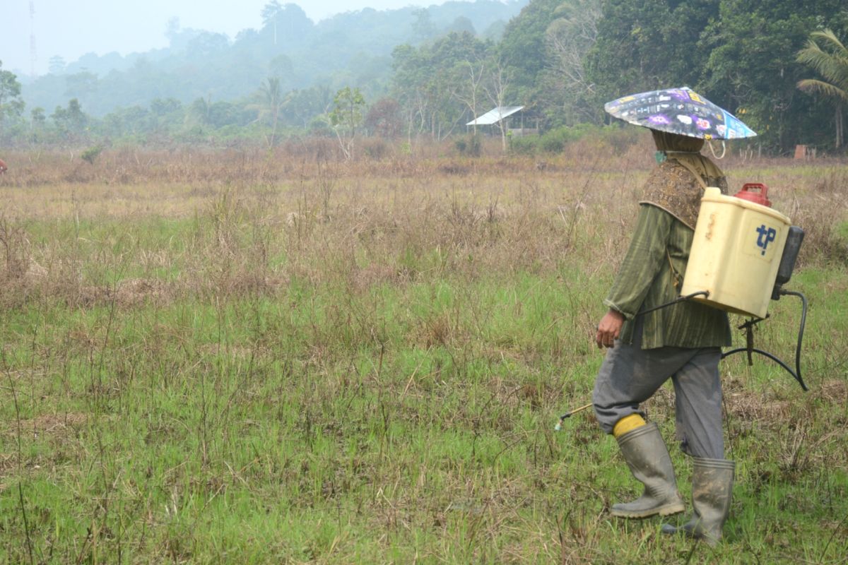 Petani Kaltara bantah bakar lahan, mereka semprotkan racun rumput