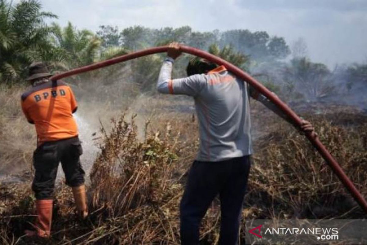 Kebakaran lahan terus  terjadi di Penajam Paser Utara