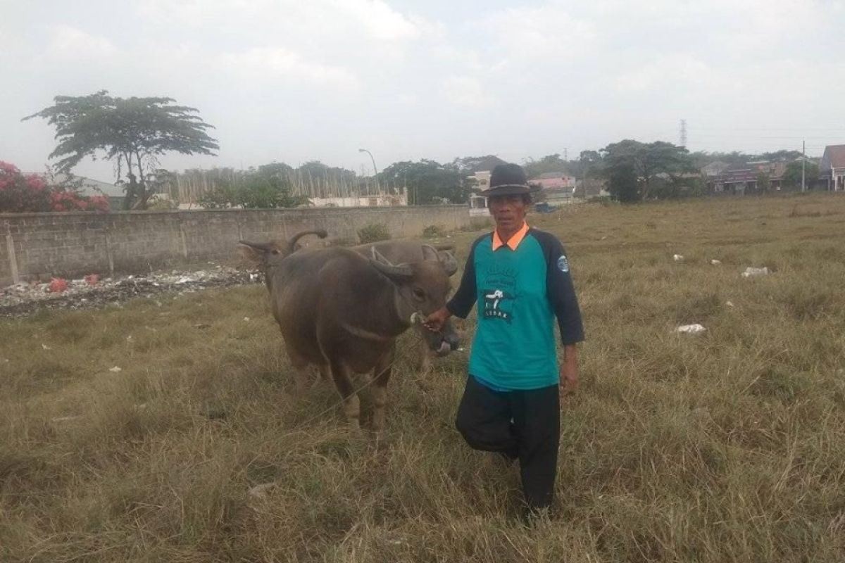 Pejantan kurang, penyebab populasi kerbau di Lebak turun