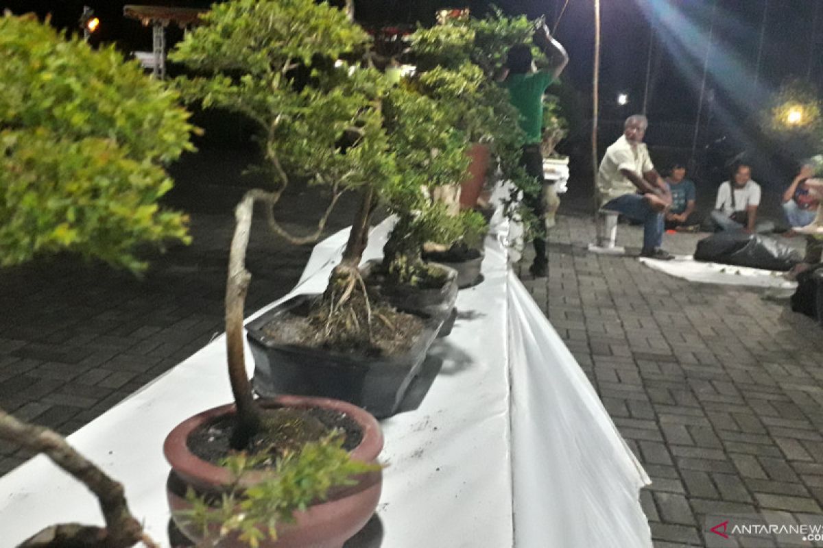 Komunitas pamerkan bonsai tanaman endemik di Bangka Barat